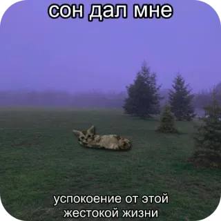 ☺ сон дал мне успокоение от этой жестокой жизни nature, fox, tranquility, calming, russian, animals whatsapp sticker
