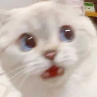 🐈 猫, 白い猫, かわいい, ペット, 動物, 子猫, びっくり whatsapp sticker