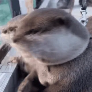 😳 otter, animal, cute, mammal, wildlife telegram sticker