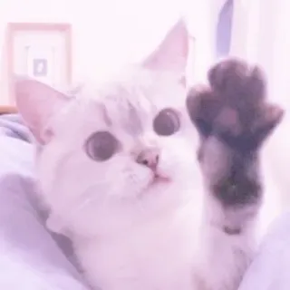 🐱 gato, gatito, mascota, animal, lindo, gato blanco whatsapp sticker