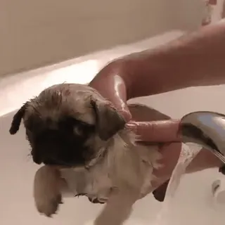 🐾 filhote, cão, banho, animal, fofo, animal de estimação whatsapp sticker