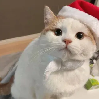 🤩 cat, christmas, santa hat, holiday, pet, animal, cute telegram sticker