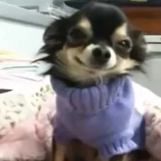 🐶 cachorro, chihuahua, animal, animal de estimação, fofo, filhote telegram sticker