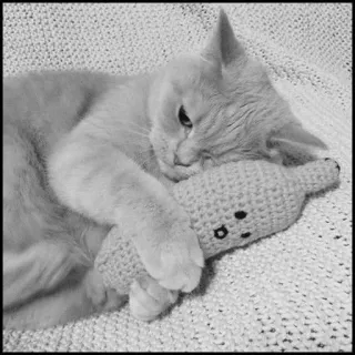 💮 gatto, gattino, animale, animale domestico, giocattolo, adorabile, domestico, mammifero telegram sticker