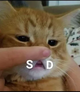 😸 S D kat, verdrietig, boos, kitten, dier, meme telegram sticker