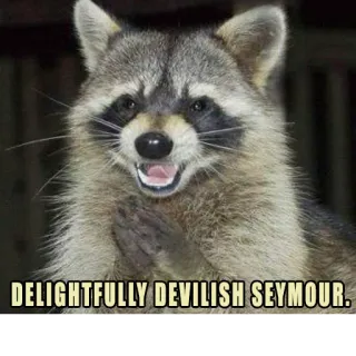 😈 DELIGHTFULLY DEVILISH SEYMOUR. rakun, hewan, lucu, meme, humor, sangat nakal, Seymour whatsapp sticker