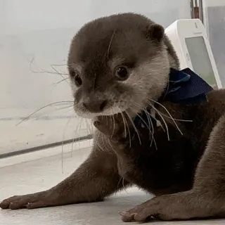 🙄 loutre, mignon, animal, mammifère, faune, nœud papillon telegram sticker