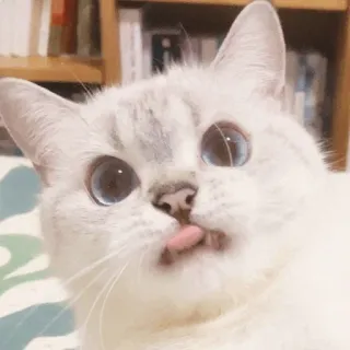 🌧 gatto, animale, animale domestico, carino, divertente, meme, lingua, gatto bianco telegram sticker