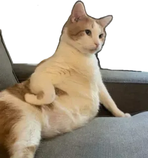 😻 kot, zwierzę, zwierzę domowe, zwierzę domowe, siedzący, koci telegram sticker