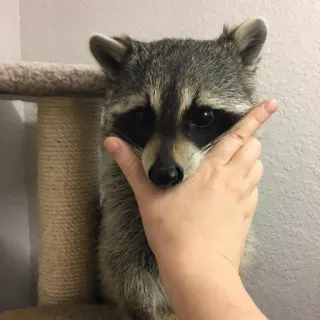 ✅ енот, животное, млекопитающее, дикая природа, милый, рука, пальцы telegram sticker