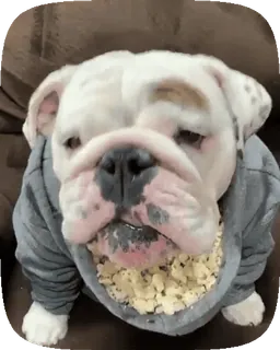 🐶 cane, bulldog, carino, animale, animale domestico, popcorn telegram sticker