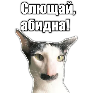 🇬🇪 Слющай, абидна! cat, russian, slang, funny telegram sticker