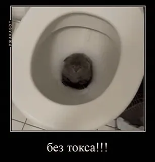 🤬 без токса!!! cat, toilet, humor, pet, kitten whatsapp sticker