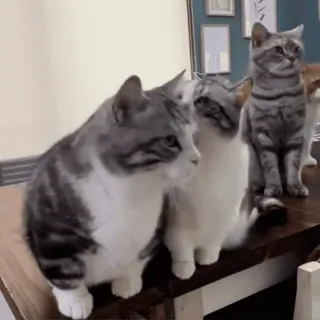 ๐ผ katten, dieren, huisdieren, huisdieren, katachtigen telegram sticker