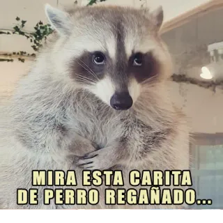 🥺 MIRA ESTA CARITA DE PERRO REGAÑADO... rakun, imut, binatang, meme, lucu whatsapp sticker