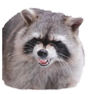 🤣 Waschbär, Tier, Säugetier, Wildtier, Natur, süß telegram sticker
