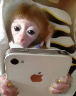 🐵 monyet, binatang, iPhone, selfie, telepon seluler, primata telegram sticker