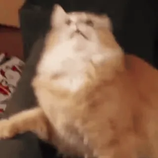 😱 kot, puszysty, zwierzę domowe, zwierzę, kot domowy whatsapp sticker