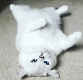 🌝 gato, gatinho, gato branco, animal de estimação, animal, fofo, animal doméstico whatsapp sticker