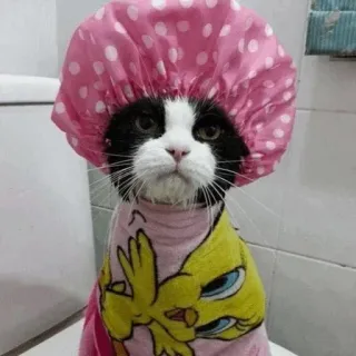 🐈 고양이, 샤워캡, 목욕, 수건, 웃긴, 귀여운, 동물 telegram sticker
