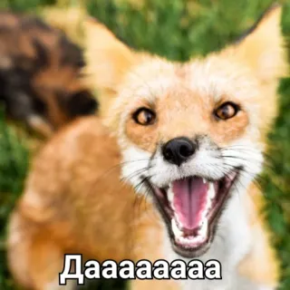 😀 Даааааааа raposa, animal, russo, meme, animado telegram sticker