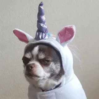 🐕 cachorro, unicórnio, animal de estimação, fofo, chihuahua, animal, engraçado telegram sticker