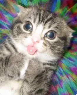 🤪 cat, kitten, cute, animal, pet, psychedelic whatsapp sticker