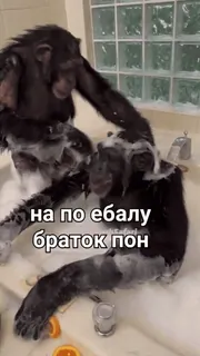 🐒 на по ебалу
браток пон 침팬지, 목욕, 동물, 원숭이, 비누, 재미 whatsapp sticker