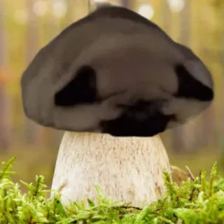 🍄 grzyb, natura, las, roślina telegram sticker