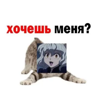🧊 Neferpitou Hunter x Hunter хочешь меня? anime, cat, funny, manga, hunter x hunter, neferpitou telegram sticker