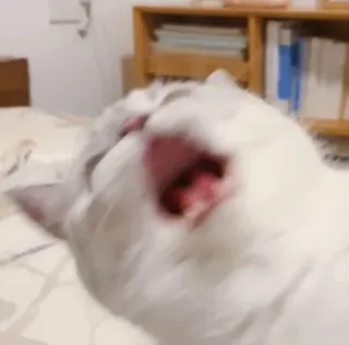 🐱 кот, животное, питомец, зевок, милый telegram sticker