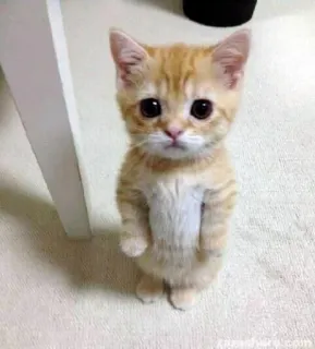 🥺 cat, kitten, cute, orange tabby, standing, animal telegram sticker