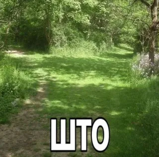 😳 ШТО Natur, Gras, Bäume, Pfad, Russisch, Frage telegram sticker