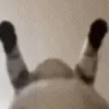 🐱