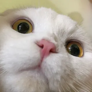 😶 cat, white cat, animal, pet, funny, cute telegram sticker
