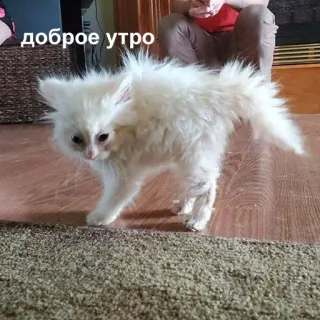 😓 доброе утро kot, kociak, rano, dzień dobry, zwierzę, słodki telegram sticker
