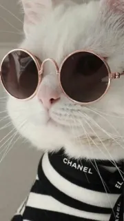 😎 CHANEL gato, óculos de sol, animal, moda, animal de estimação telegram sticker