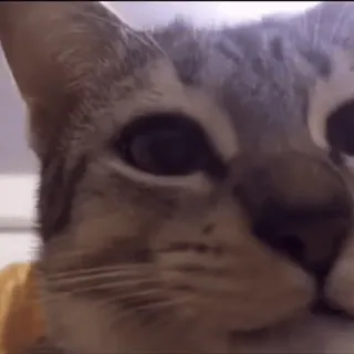 😼 кот, животное, питомец, домашний whatsapp sticker