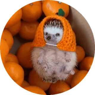 🌟 nhím, bí ngô, động vật, dễ thương, halloween, màu cam, thú cưng, mùa thu telegram sticker