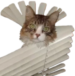 🐱 cat, blinds, animal, cute, pet, domestic animal telegram sticker