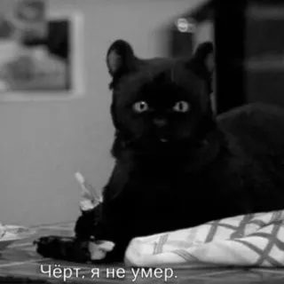 💀 Чёрт, я не умер. cat, black cat, Russian, meme telegram sticker