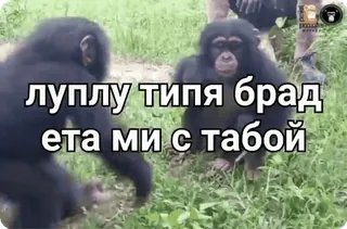 🌟 луплу типа брад ета ми с тобой scimpanzé, animali, russo, meme whatsapp sticker