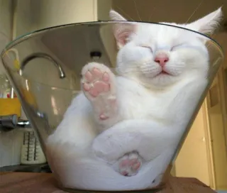 🍑 cat, kitten, bowl, cute, white, sleeping, animal, pet telegram sticker