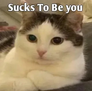 👀 Sucks To Be You gato, meme, gracioso, sarcástico, mascota, animal whatsapp sticker
