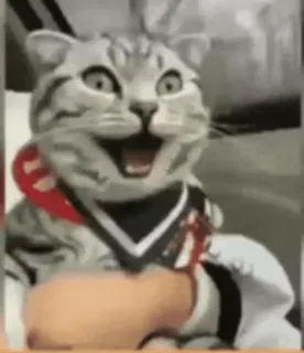 🏵 gato, engraçado, animal, animal de estimação, humor, meme telegram sticker