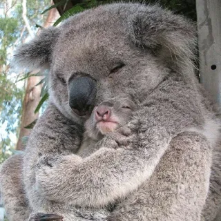 🐨 koala, baby koala, animals, cute, cuddly, wildlife, marsupial telegram sticker