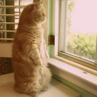 ☹️ cat, window, animal, pet, standing telegram sticker
