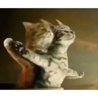 👅 cats, dancing, funny, cute, pets, animals, ballroom dancing, waltz telegram sticker