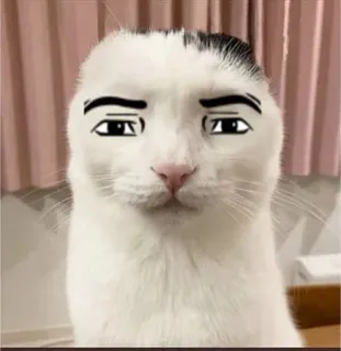 🌟 gatto, meme, divertente, animale, animale domestico telegram sticker