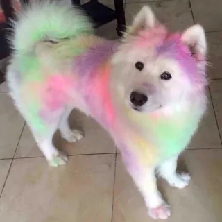 ❤️ Hund, Samojede, Haustier, Tier, Farbe, bunt, Regenbogen, süß telegram sticker